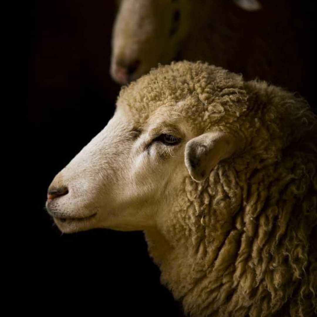 خلاصه ای از اصول نگهداری و پرورش گوسفند